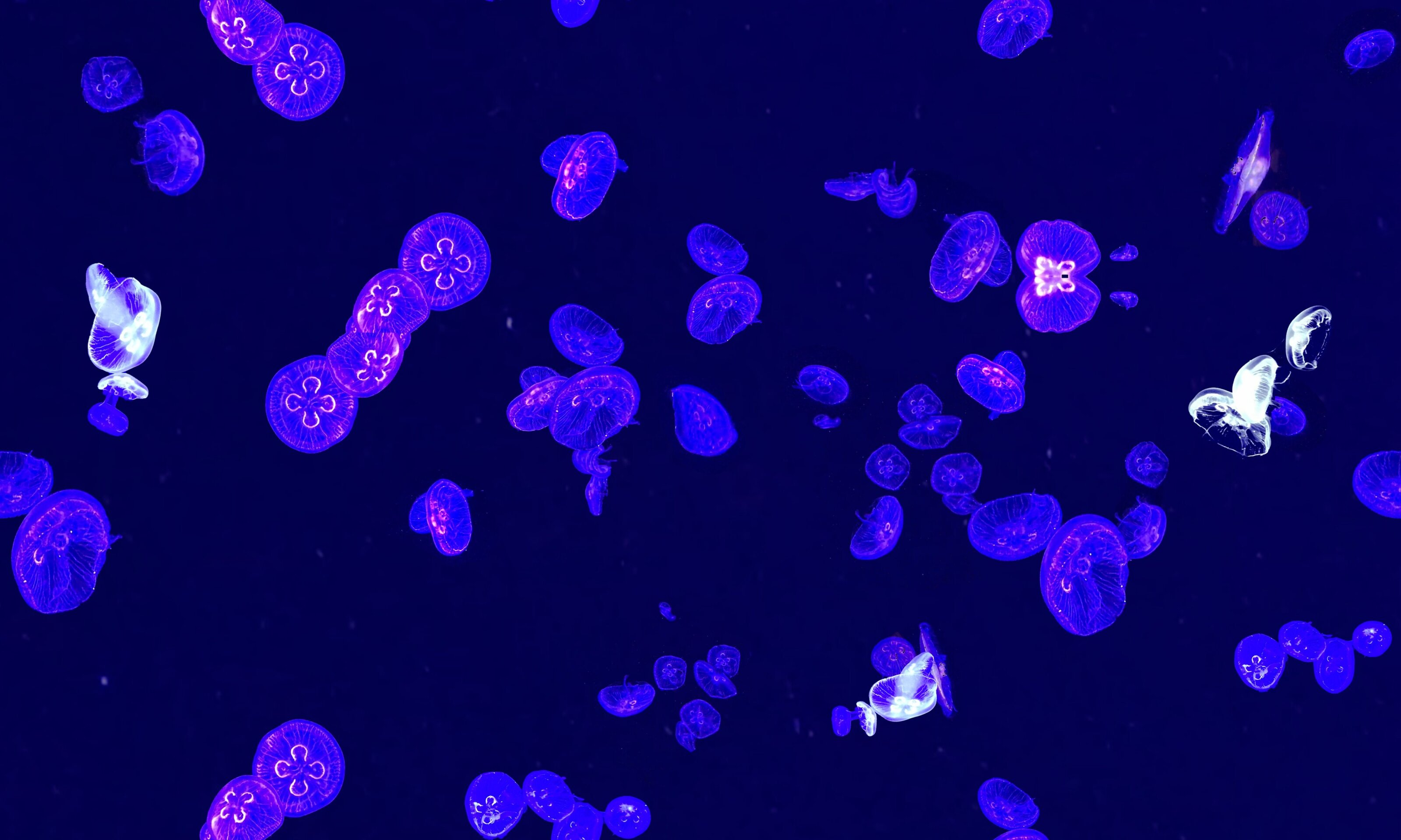 Capa medusas - 5